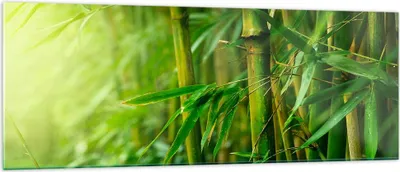 Produktbild von Bilder auf glas - Bambus Pflanze - 140x50cm - Glasbilder - Wandbilder - Kunstdruck - zum Aufhängen bereit - Wanddekoration aus Glas - Glas Bilder - Wandbild auf Glas - Einteilig - GAB140x50-3558