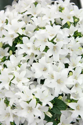 Produktbild von Campanula cochleariif.'Bavar.White', Glockenblume, weiß, ca. 9x9 cm Topf