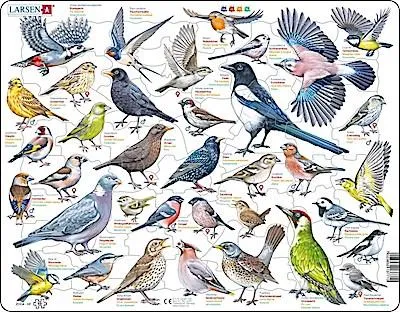 Image de Puzzle - Gartenvögel (multilingual)