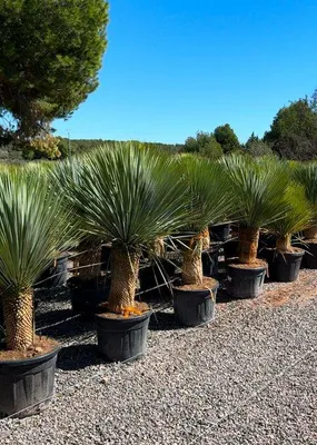 Produktbild von Sunny Tree - Yucca Rostrata - Palme - 160 cm inklusive Topf - Winterharte Palme - Palmlilie - Stammhöhe 40-50 cm