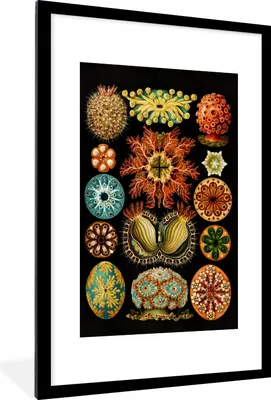 Produktbild von MuchoWow® Gerahmtes Poster Vintage - Ernst Haeckel - Meerestier - Natur - Meer - Kunst 60x90 cm - Poster mit Schwarzem Bilderrahmen Wandposter Rahmen Foto Bilder - Dekoration - Wandposter Wohnzimmer - Hochwertig