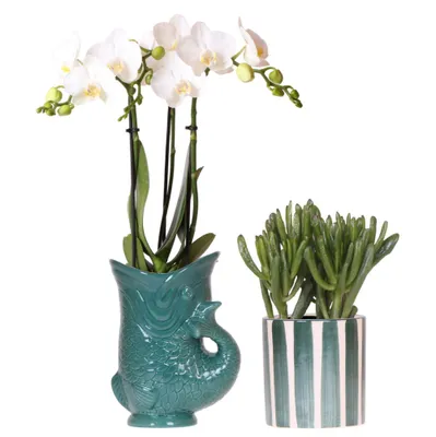Produktbild von Kolibri Orchids | Set aus weißer Amabilis-Orchidee im grünen Topf und Sukkulente im grünen Streifen-Topf Topfgröße Ø9cm | Blühende Zimmerpflanze - Frisch vom Züchter