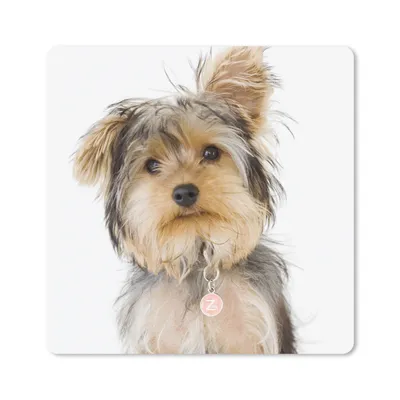 Produktbild von MuchoWow® Mauspad Mousepad Porträt eines Yorkshire-Terriers 20x20 cm - Mousepads - Maus Mat - Pad - Mausunterlage - Desk Mat - Bureauartikeln