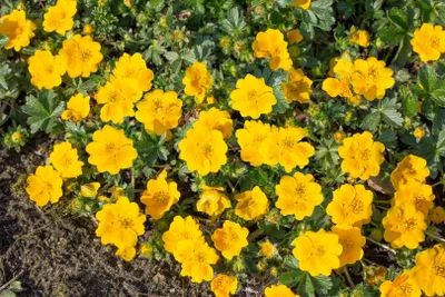 Produktbild von Potentilla aurea 'Goldklumpen', Fingerstrauch, goldgelb, ca. 9x9 cm Topf