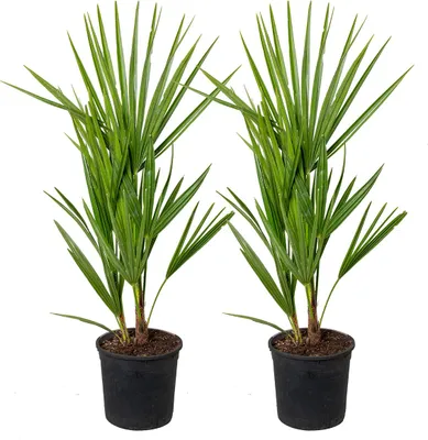 Produktbild von Bloomique - 2er Set - Chamaerops Humilis - Europäische Zwergpalme - Palmen Winterhart Draußen - Höhe 50-60 cm - Topf 15 cm