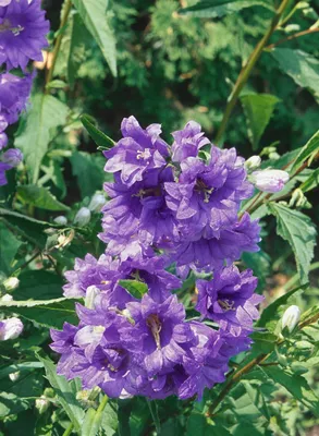 Produktbild von Campanula trachelium 'Bernice', Nesselblättrige Glockenblume, ca. 11x11 cm Topf