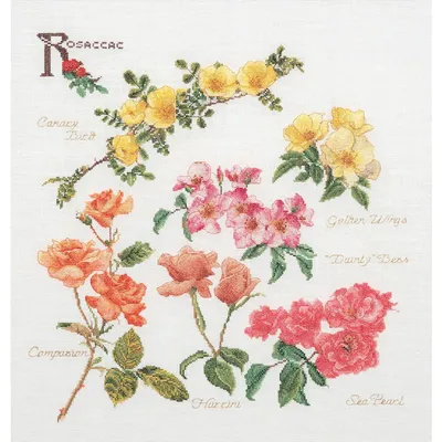 Image de Thea Gouverneur kit punto croce "Rose Panel Evenweave", 44x46cm