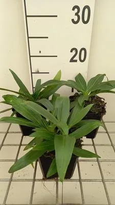 Produktbild von 6 x Gentiana dahurica - Schwalbenwurz-Enzian - Topf 9 x 9 cm