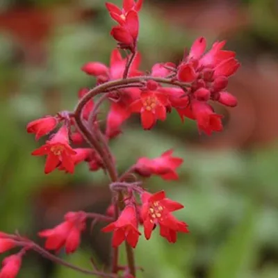 Productafbeelding van 6 x Purperrode bloemkroonplant - Heuchera brizoides 'Pluie De Feu' | Pot van 9x9 cm