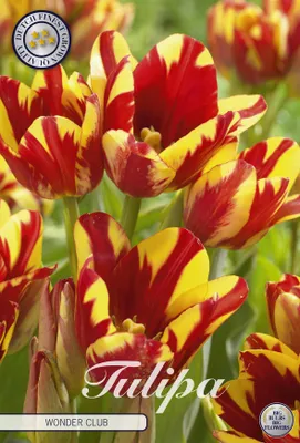 Artikelbild 2 von 'Tulpe Wonder Club (7 Stück)' aus der Kategorie Tulpenzwiebeln