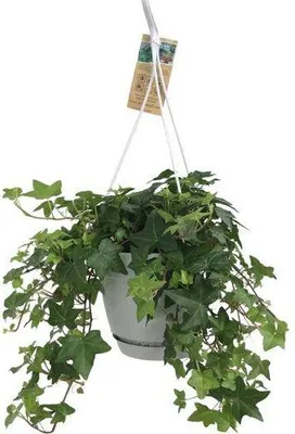 Produktbild von Hedera Helix Grün – Gemeiner Efeu – Zimmerpflanze im Hängetopf – Ø17cm – immergrüne Hänge- und Kletterpflanze für Innen- & Außenbereich