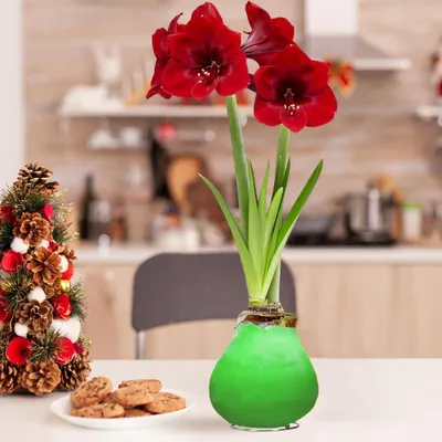 Productafbeelding van Amaryllis in was - 2 amaryllisbollen in was - Grote amaryllisbol in was (26/28) - Exclusieve, echte planten uit Nederland - Hippeastrum (geen zaden, niet kunstmatig)