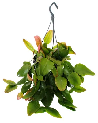 Obrázek produktu pro Urban Jungle Elegance – moderní kaktus v závěsném květináči s nádhernou strukturou listů: Rhipsalis pachyptera rubra, 15 cm
