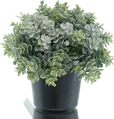 Produktbild von GASPER Weihnachtsdeko Eukalyptuskugel beschneit im Topf Ø 13 cm - Kunstpflanzen