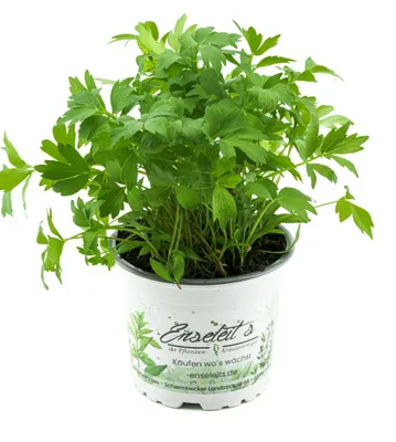 Produktbild von Enseleits Liebstöckel Pflanze, Levisticum officinale, Maggikraut, frisch für die Küche