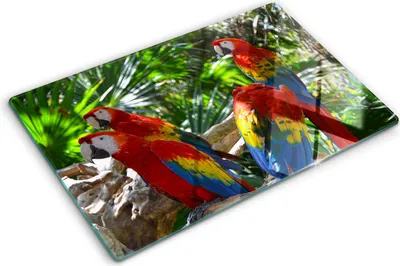 Imagen del producto de Cubierta para placa de cocina – Cubierta para placa de inducción – Placa de vidrio protectora – 80x52 cm – Placas de vidrio protectoras para cocina – Vidrio templado – Loro, loros