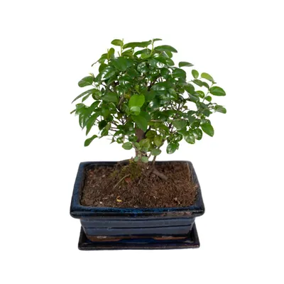 Produktbild von Meergroothandel  Bonsai-Kugelform - 30 cm, Ø 15 cm