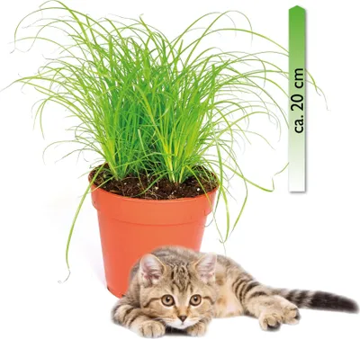 Produktbild von Cyperus zumula, im 12er Topf, Katzengras, Höhe ca. 20cm