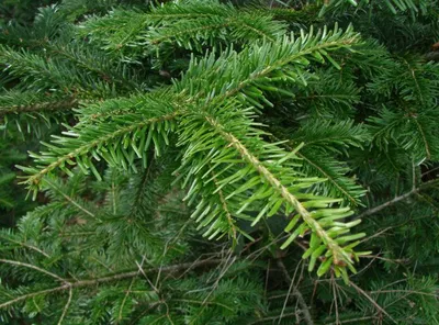 Produktbild von Weißtanne Abies alba 40–60 cm | 5 Jahre | Verschulte Jungpflanze | Wurzelnackt