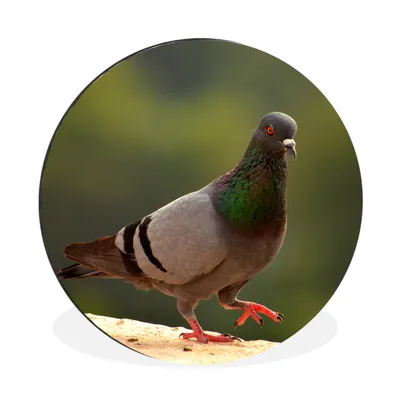 Produktbild von MuchoWow® Aluminium Wandkreis Taube - Vogel - Tiere Ø 90 cm Wanddeko Modern Wohnzimmer - Mauerkreis - Wandbilder - Runde Bild - Bild aus Aluminium - Schlafzimmer - Wohnzimmerdekoration - Wand Dekoration