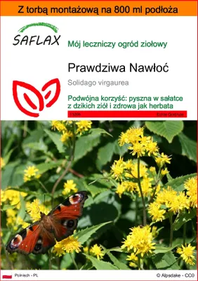 Zdjęcie produktu dla SAFLAX - Garden in the bag - Prawdziwa Nawłoć - 100 Nasiona - Z podłożem uprawowym w praktycznej, samorozkładającej się torbie - Solidago virgaurea