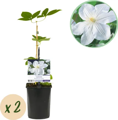 Immagine prodotto di Rampicante - Clematis Madame Le Coultre - fiore bianco - bassa manutenzione -2 piante - 30-40cm - Ø10cm - Pianta da giardino