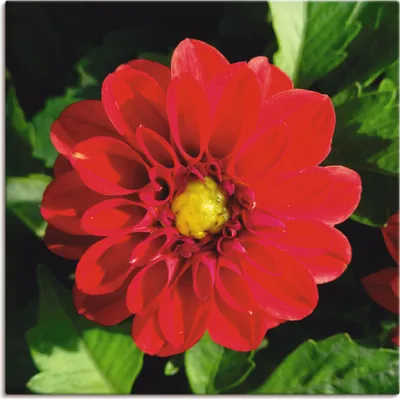 Produktbild von ARTland Leinwandbild Rote Dahlienblüte Größe: 30x30 cm