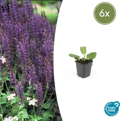 Obrázek produktu pro Šalvej hajní - Salvia nemorosa 'Mainacht' - 9cm kvetinác - sada 6 rostlin