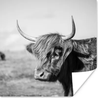 Produktbild von MuchoWow® Poster Schottischer Highlander - Tiere - Schwarz - Weiß 50x50 cm - Wohnzimmerdekoration