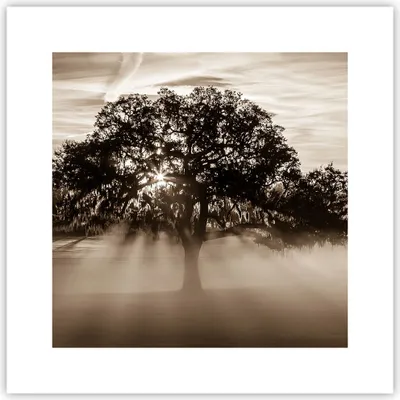 Produktbild von Poster - Poster ohne Rahmen - Baum Feld Natur - 30x30 cm - Wand Bild - Wanddeko - Wandbilder - Kunstposter - Wandposter - Bilder - Kunstdruck - Wanddekoration - Wandbild - P2XAC30x30-3811
