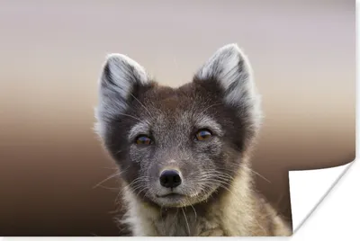 Produktbild von MuchoWow® Poster Fuchs - Porträt - Braun 30x20 cm - Plakate - Print