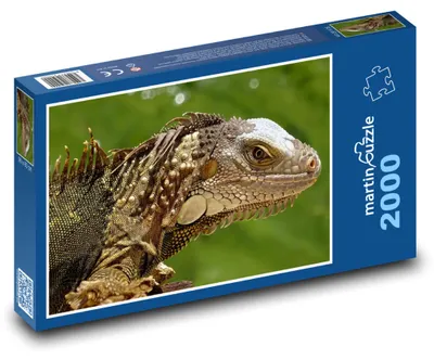 Produktbild von Puzzle 2000 Leguan im Dschungel Floridas - martinpuzzle
