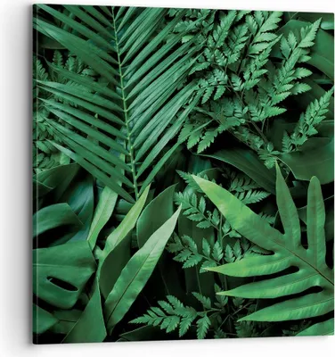 Produktbild von Bild auf Leinwand - Leinwandbild - Einteilig - Exotisch Blätter Monstera - 70x70cm - Wand Bild - Wanddeko - Wandbilder - Leinwanddruck - Bilder - Wanddekoration - Leinwand bilder - AC70x70-4746