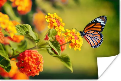 Produktbild von MuchoWow® Poster Schmetterling - Insekten - Blumen - Gelb 60x40 cm - Schlafzimmerdekoration