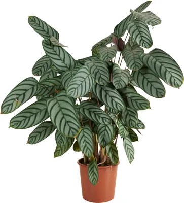 Produktbild von Bloomique - Calathea Compactstar - Korbmarante - Zimmerpflanzen - Pflegeleicht - Luftreinigend - Höhe 60-70 cm - Topf 17 cm