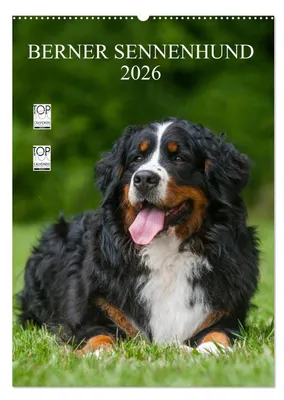 Produktbild von Berner Sennenhund 2026 (Wandkalender 2026 DIN A2 hoch), CALVENDO Monatskalender