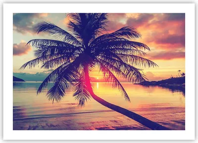 Produktbild von Poster - Poster ohne Rahmen - Meer Strand Palme - 70x50 cm - Wand Bild - Wanddeko - Wandbilder - Kunstposter - Wandposter - Bilder - Kunstdruck - Wanddekoration - Wandbild - P2XAA70x50-3925