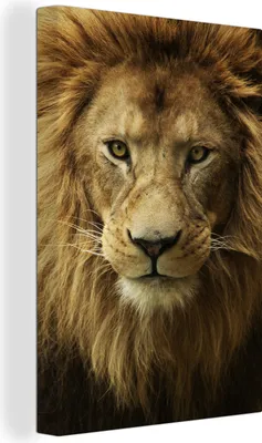 Produktbild von MuchoWow® - Leinwandbilder - Porträt - Afrika - Löwe, Wandbild, Wanddeko Bilder Wohnzimmer, 40x60 cm