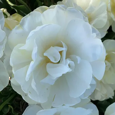 Zdjęcie produktu dla Tulipan Pełny Wedding Dream 5 szt. Tulipany Cebulki Tulipanów Cebule