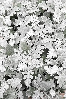 Produktbild von Enseleits 12 Silberblatt Pflanzen im Topf, Senecio bicolor, Weißfilziges Greiskraut