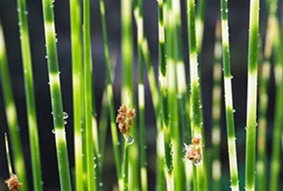 Obrázek produktu pro 6 x Scirpus tabern. 'Zebrinus' ( schoenoplectus) - Zebraschachtelhalm - Topf 9 x 9 cm
