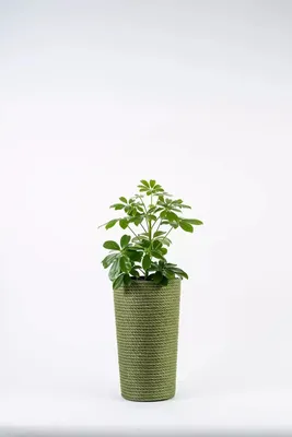 Produktbild von ADONI Handgefertigter Jute-Blumentopf mit Einsatz (36 cm) – Dekorativer Boho-Übertopf für Zimmerpflanzen, Grün