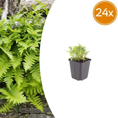 Produktbild von Polypodium vulgare | 24 Stück - 10-25cm - Ø9cm - Gartenpflanze
