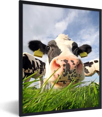 Produktbild von MuchoWow® Gerahmtes Poster Kuh - Bauernhof - Gras - Tiere 60x80 cm - Poster mit Schwarzem Bilderrahmen Wandposter Rahmen Foto Bilder - Premium - Wanddeko Wohnzimmer