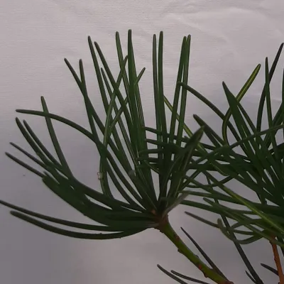 Produktbild von Japanische Schirmtanne Sonnentanne - Sciadopitys verticillata 20-30 cm 0,5 Liter Topfballen