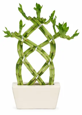 Productafbeelding van Geluksbamboe - modern arrangement in een vierkante pot - 3 niveaus gevlochten - wit - 14 cm - 20 cm hoog