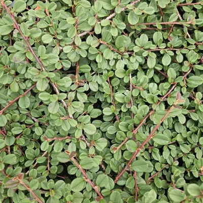 Produktbild von Teppichmispel Cotoneaster prostratus 'Königin der Teppiche' - Ø10-25cm - Ø9cm