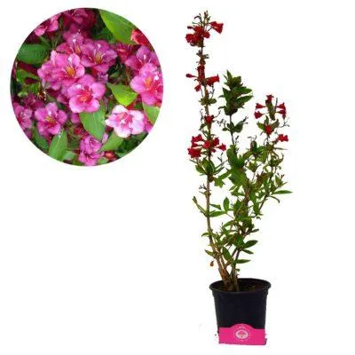 Produktbild von Weigelie 'Bristol Ruby' (Geißblatt), 2-Liter-Topf