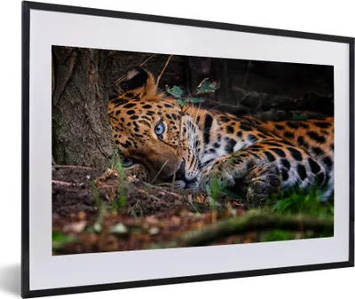 Produktbild von MuchoWow® MuchoWow® Gerahmtes Poster Panther - Baum - Dschungel 60x40 cm - Poster mit zchwarzem Bilderrahmen - Schlafzimmer - Plakat in Rahmen - Drucken