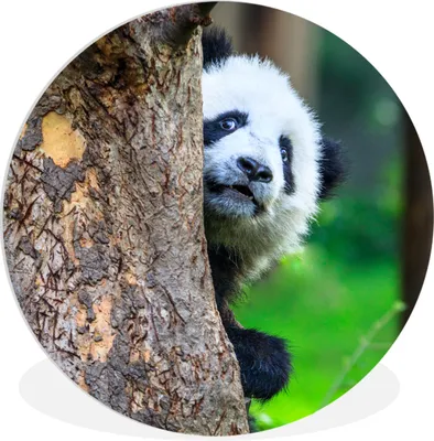Produktbild von MuchoWow® Rundes Wandbild - Runde Bilder Panda - Baum - Wald Ø 30 cm Kreis Wanddekoration Kunststoff - Wandkreis - Wandschmuck - Schlafzimmer - Bilder - Der Kreis - Kunst für die Wohnung - Plastik - Kunstdruck - Wandbild